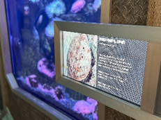 Bluefinの活用シーン(ミュージアム)